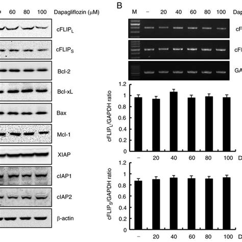 Dapagliflozin Inhibits CFLIP L And CFLIP S Protein Expression In Caki 1