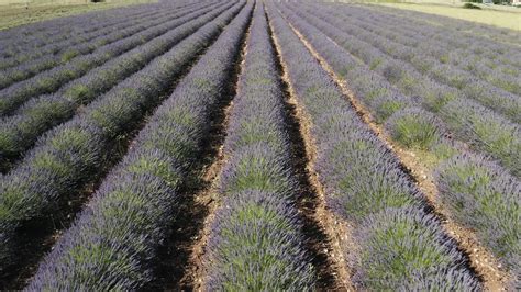 Aerial Footage of Lavender Field 2852984 Stock Video at Vecteezy