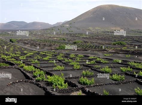 Vineyards Of La Geria On Volcanic Ash Of 1730s Eruptions Lanzarote