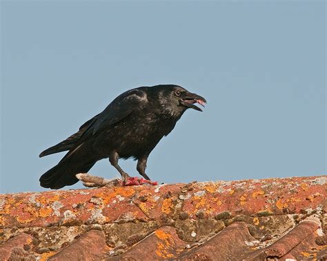 CAMBRIDGESHIRE BIRD CLUB GALLERY: Carrion Crow