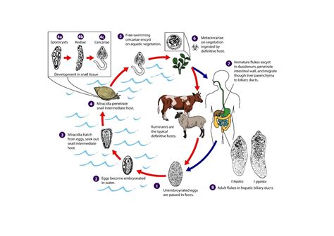 Materi Biologi Daur Hidup Fasciola Hepaticae Ngaji Galileo