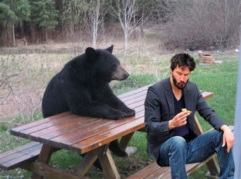 Incontro Con Gli Orsi Il Trapper