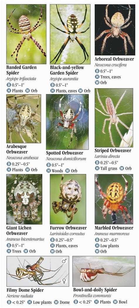 Spiders of Arkansas – Quick Reference Publishing Retail