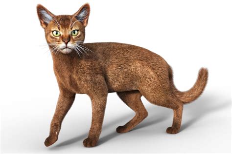 Abyssinian For Cat Mars Daz Content By Vyusur