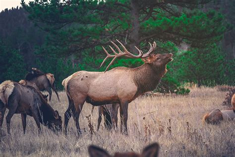 Colorado Elk Hunting Outfitter Soap Mesa Outfitters