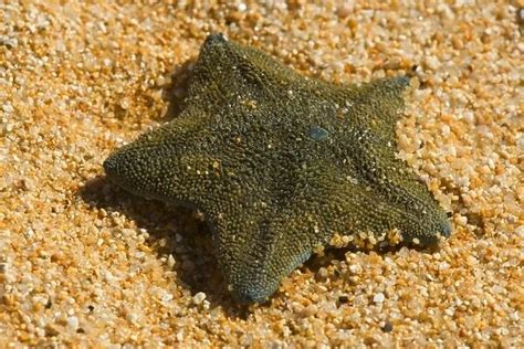 New Zealand Common Cushion Star Bluish Green Coloured Sea