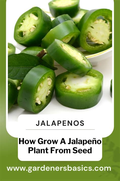 How to Grow a Jalapeño Plant from Seed Jalapeno plant Seeds Growing