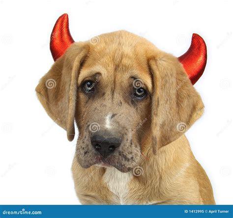 Devil Dog stock image. Image of mixed, naughty, puppy - 1412995