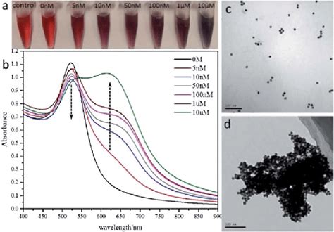 Colorimetric Assay Of Trypsin A Colour Changes Induced By Addition