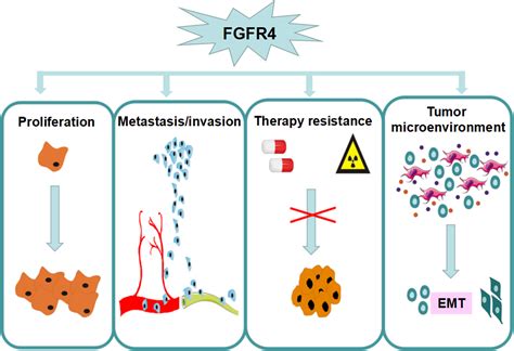 Role Of Fibroblast Growth Factor Receptor In Cancer Tang