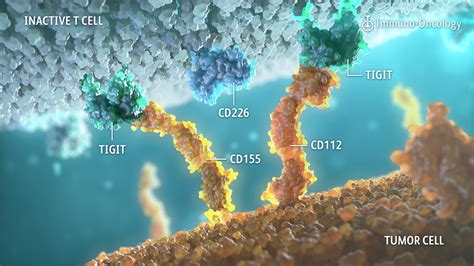 T Cell Immunoreceptor With Immunoglobulin And ITIM Domains BMS