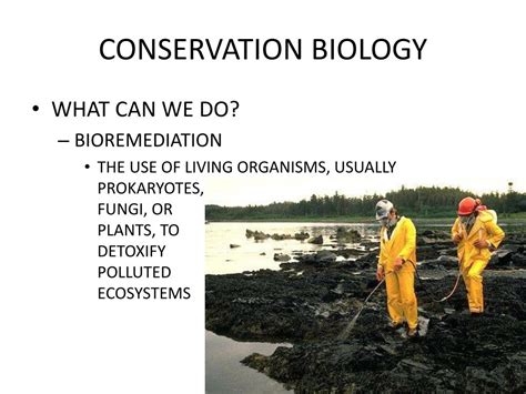 PPT - CONSERVATION BIOLOGY PowerPoint Presentation, free download - ID ...