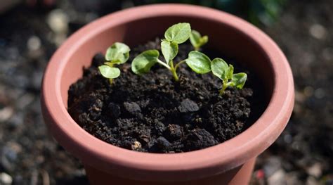 How to Plant, Grow, and Care for Roselle