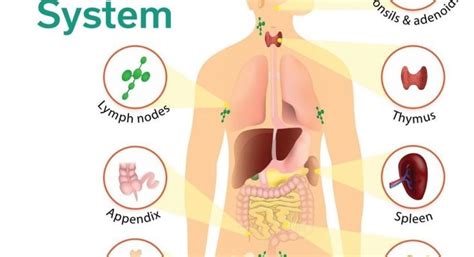 9 Important function of Lymphatic System - CBSE Class Notes Online ...