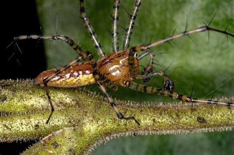 Premium Photo Adult Male Lynx Spider Of The Species Peucetia Flava