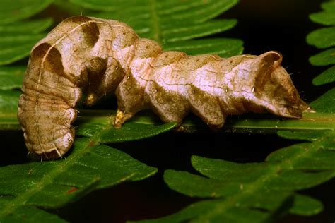 Chenille De Melanchra Persicariae La Noctuelle De La Pers Flickr