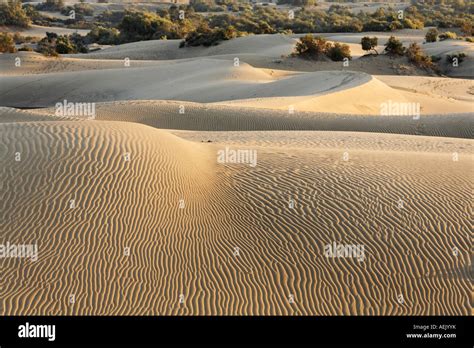 Sand Dunes Of Maspalomas Playa Del Ingles Gran Canaria Spain Stock