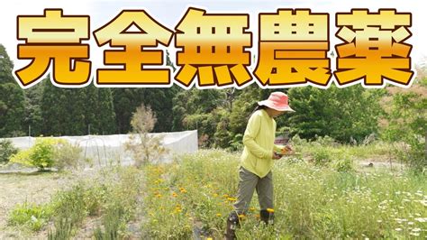 【無農薬】完全無農薬の農園づくりの全てを紹介します！失敗談や台風被害の現実から薔薇の栽培法まで【自社農園紹介4】 Youtube