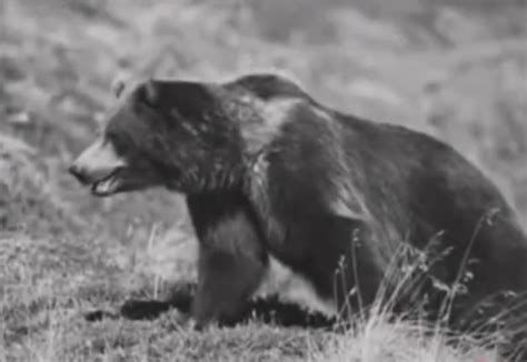 Mexican Grizzly Bear Photo Before Extinction Inews