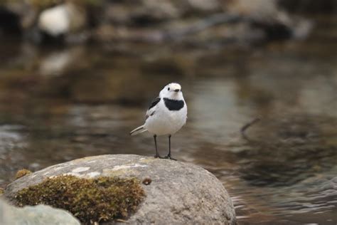 白鹡鸰：四川唐家河国家级自然保护区 中国自然保护区生物标本资源共享平台