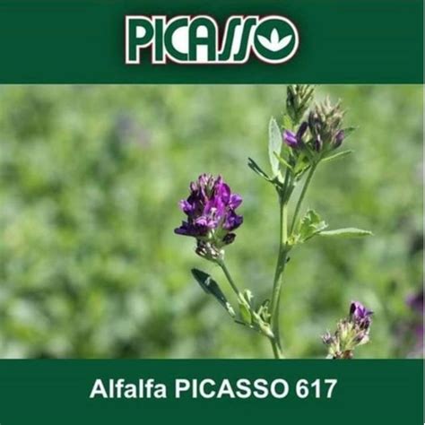 Semillas De Alfalfa Semillas Picasso Agroshow