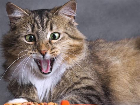 145 Most Popular Names For Tabby Cats In 2024 Cats