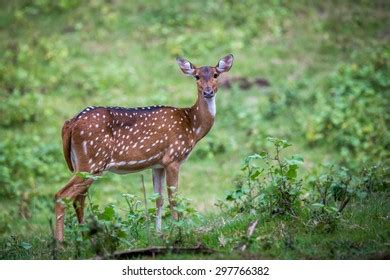 820 Musk Deer Images, Stock Photos & Vectors | Shutterstock