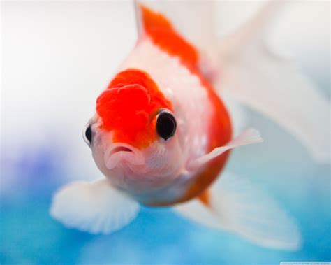 Goldfish Wallpapers 4k HD Goldfish Backgrounds On WallpaperBat