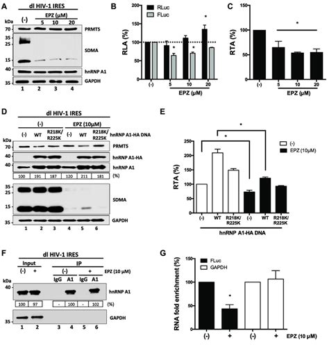 Pharmacological Inhibition Of Prmt Methyltransferase Activity Impairs