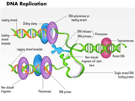 The Diagram Below Shows A Bacterial Replication Fork And Its Principal Proteins Wiring