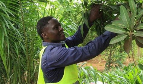 Togo Campagne Nationale De Reboisement Le Gouvernement A Entendu