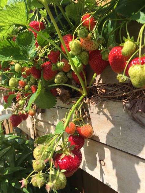 Urban Garden Project How To Grow Strawberries Vertically Serena Lee