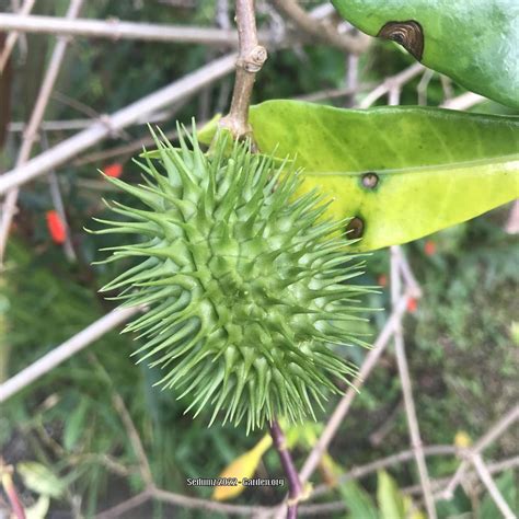 Photo Of The Fruit Of Bush Allamanda Allamanda Schottii Posted By