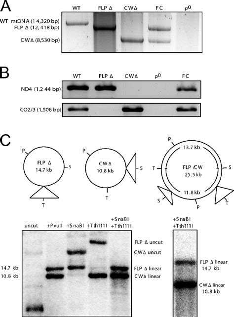 Mtdna Analysis Of Cybrid Cell Lines A Long Distance Pcr Of Mtdnas