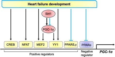 Transcriptional Regulation Of Pgc In The Heart Positive Regulators