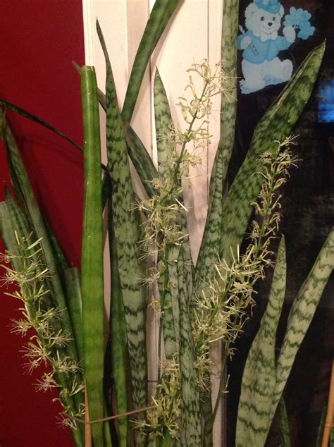 Snake Plant with 4 Blooming Flower Stalks