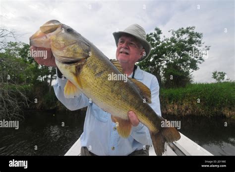 Giant Largemouth Bass Grow Big In Florida S St Johns River And