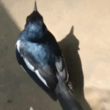 Bangladeshi Baba Meye Details Description Follow Anal Anal