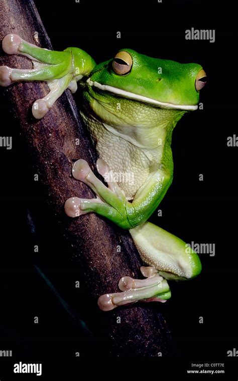 White Lipped Green Tree Frog Far North Tropical Queensland Australia