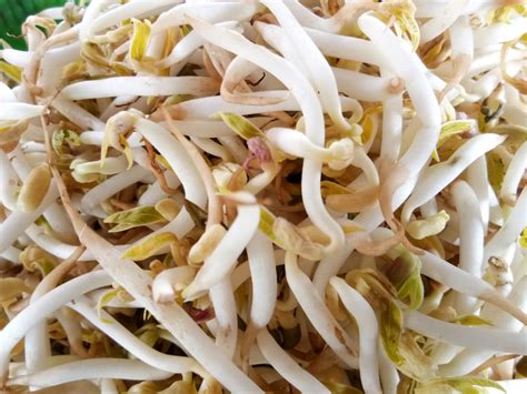 Cara Menanam Kacang Tanah 9