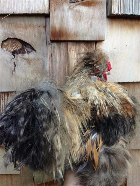 Silkie | Beautiful chickens, Fancy chickens, Frizzle chickens