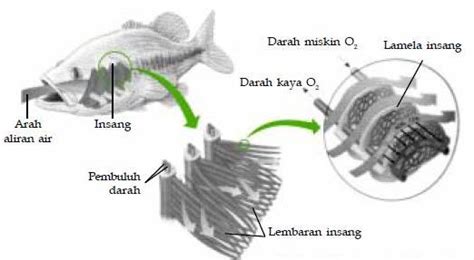 Fungsi Insang pada Ikan – Fungsi.Info