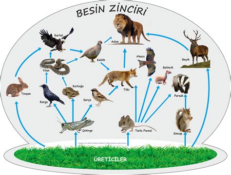 Biyolojik Birikim Hakk Nda Merak Edilenler Ekolojist Net