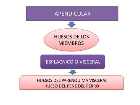 Generalidades Anatom A Osteolog A Ppt