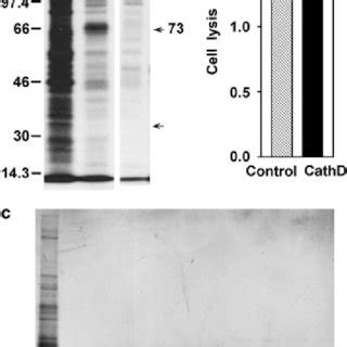 Heat Shock Cognate 70 Protein Hsc70 From Culture Medium Is Secreted