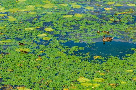 Premium Photo | Grey duck with her ducklings swimming in river