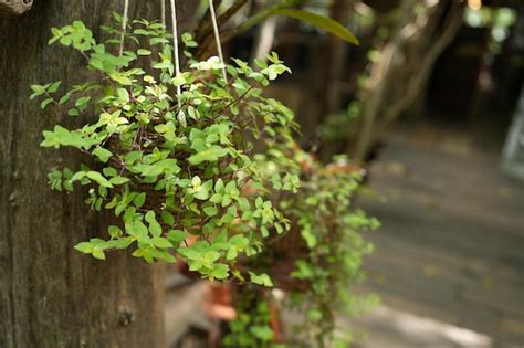 Premium Photo | Ornamental plants in the garden