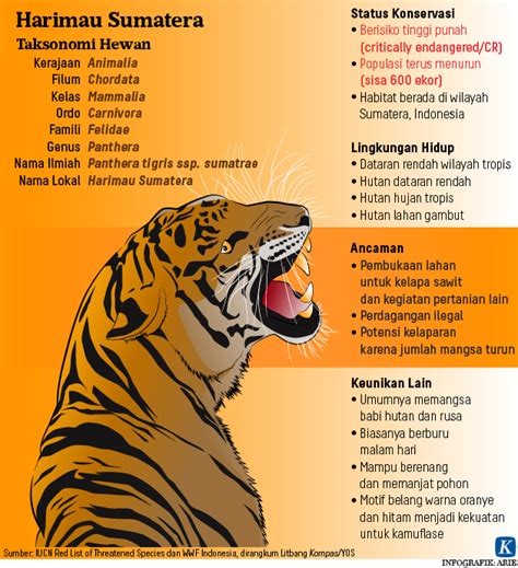 Harimau Sumatera Diduga Mati Usai Memangsa Kambing Di Aceh Kompas Id