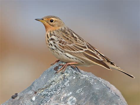 Red Throated Pipit Anthus Cervinus Birds Of The World