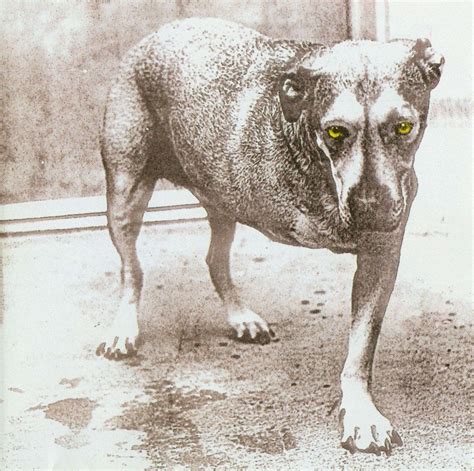 Til The Tripod Dog On The Alice In Chains Album Cover Was Jerry